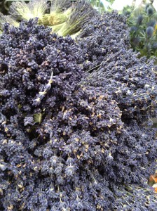 julies phone 311013 279