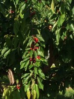 Cherry trees near Lagnes