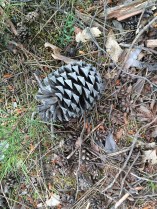 Nature's weather gauge - suggesting it isn't going to rain today