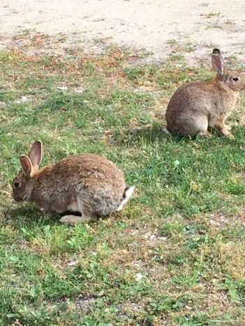 Luberon rabbits munching their way through the garden at Maubec