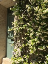 Jasmine in full bloom, scenting the whole street