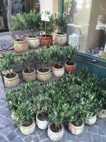 Minature Olives 29 Euros each