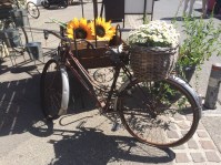 Old Bike & Marguerites L'Isle Sur La Sorgue