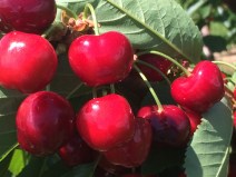 Cherry trees are full of fruit at the moment, so beautiful to look at and eat!!