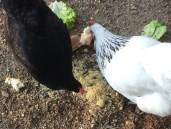 My new friends - every holiday home should have chickens!!