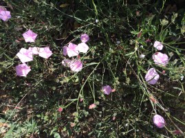 julies phone 260515 010