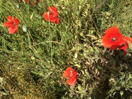 julies phone 260515 014