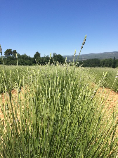 lavender fields just on the turn whilst we were there in May