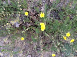 julies phone 260515 016