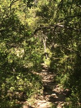 The rough stone track just headed up into the woodland 