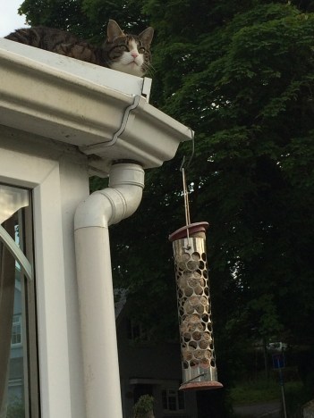 The ever-hopeful cat