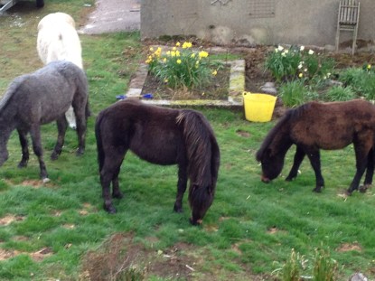 Some of the 13 Dartmoor ponies that had found their way into our garden one morning