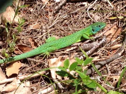 Quite a change to the normal lizards we have seen