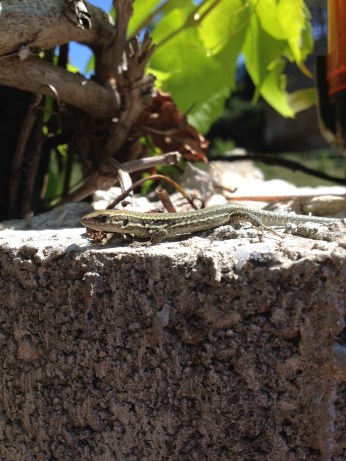 If I don't move - they can't see me!!