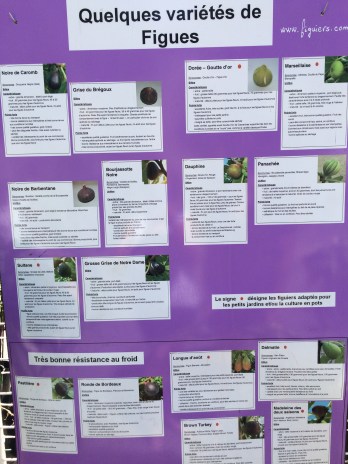 Which fig is best for you?