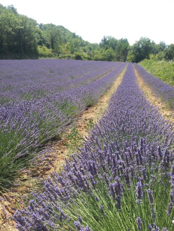 Lavender field near Sault - August 2014