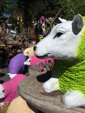 A fluorescent flock.......